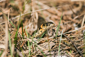 grass snake