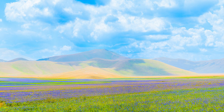 Panorama della fioritura a Castelluccio di Norcia.