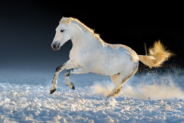 Fototapeta na wymiar White horse run gallop in snow at sunset light
