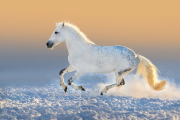 Obraz na płótnie Canvas White horse run gallop in snow at sunset light
