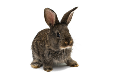 Obraz premium gray rabbit