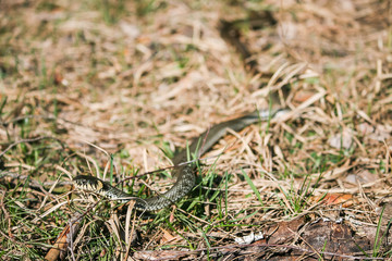 grass snake