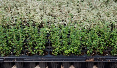 Thyme growing in a greenhouse