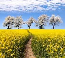 Rapeseed field, parhway, alley of flowering cherry trees