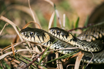 grass snake
