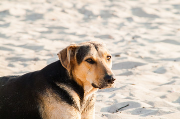 playing dog on the beach