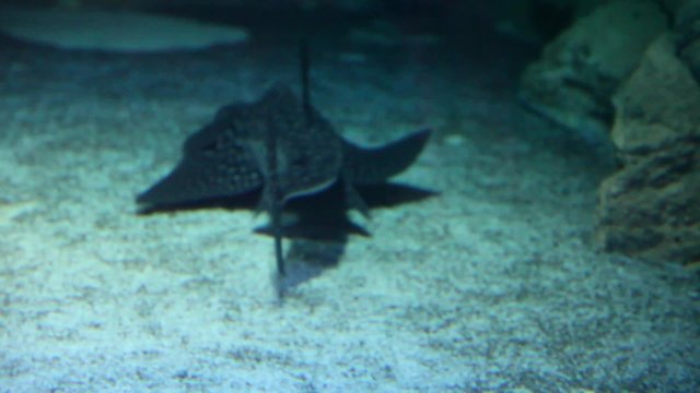 Bowmouth guitarfish 