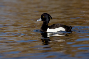 Tufted Duck, Aythya fuligula