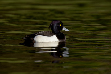 Tufted Duck, Aythya fuligula