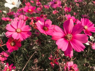 selective focus of pink cosmos