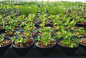 Parsley plants in a greenhouse