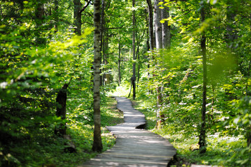 Fototapeta na wymiar Wooden pathway leading to a sunny park