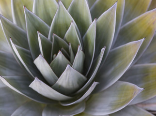 Aloe vera plants, tropical green plants tolerate hot weather.