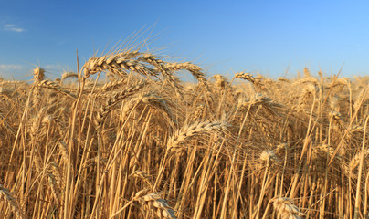 Fototapeta na wymiar wheat closeup