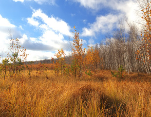 Blue sky and vibrant autumn yellow thickets.