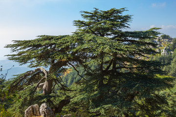 Cedar forest in Lebanon. The mountains of Lebanon were once shaded by thick cedar forests and the tree is the symbol of the country. 
