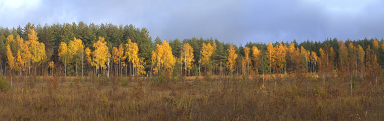 Blue sky and vibrant autumn yellow thickets.