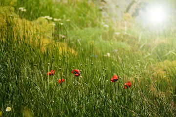 poppyseed flowers in the grass with light