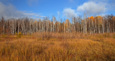 Blue sky and vibrant autumn yellow thickets.