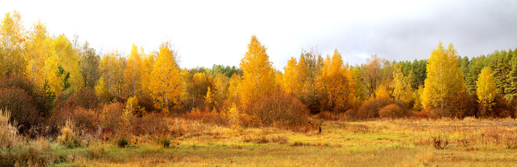 Fototapeta premium Blue sky and vibrant autumn yellow thickets.
