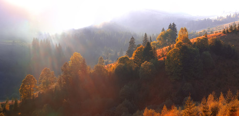 Vibrant orange autumn trees in mountain area.