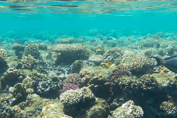 Naklejka na ściany i meble Underwater coral reefs
