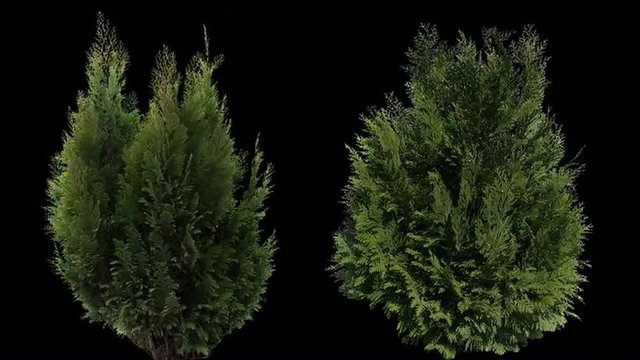 High quality 10bit footage of coniferous plants on the medium wind with Alpha Channel. Made from RAW footage.