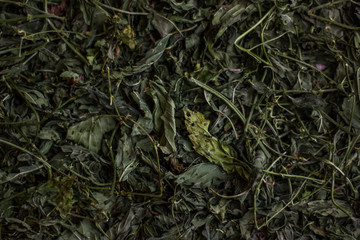 green Dried Mint texture