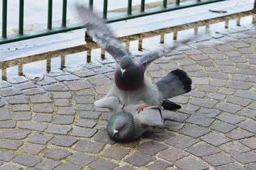 Couple de pigeons
