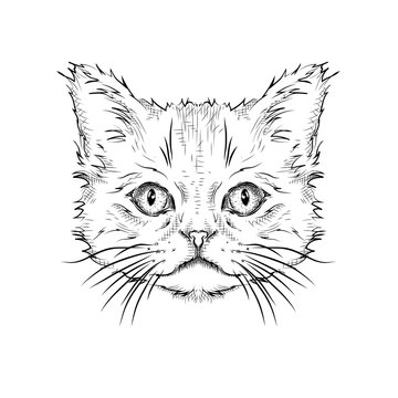 Hand draw cat portrait. Vector illustration