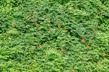 Green Fence of Leaves