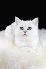 Young black silver shaded cat lying on white sheepskin