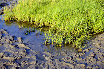 Wattenmeer bei Husum - Nordsee 