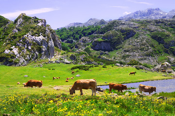 Fototapeta premium mountains landscape with lake and pasture