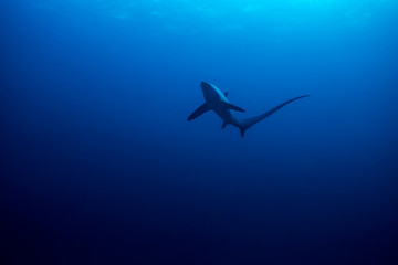 Obraz na płótnie Canvas Common thresher shark