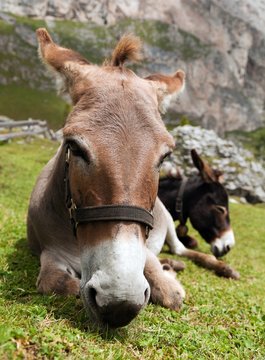 Donkeys - Equus africanus asinus