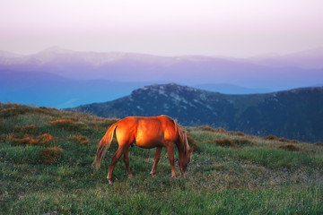 Fototapeta na wymiar Early morning mountains, horse in rays of rising sun.