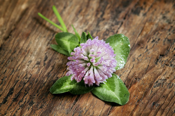 Flower purple clover, shamrock with petals on an old wooden back