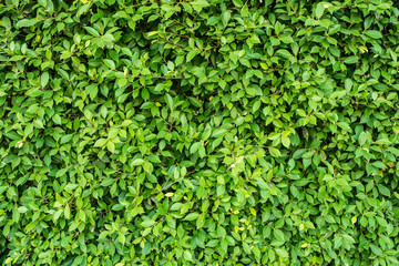 green leaf background