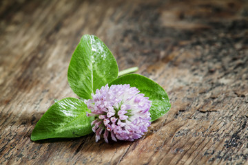 Fototapeta na wymiar Flower purple clover, shamrock with petals on an old wooden back