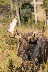 Bull Moose