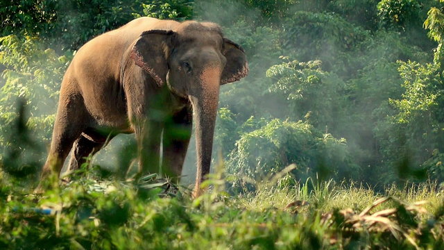 Elephant in the tropical forest, Thailand.