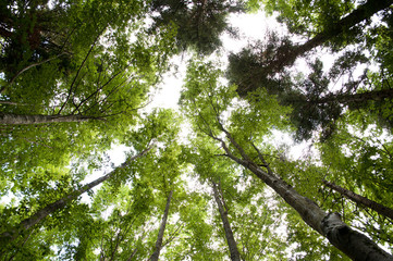 Fototapeta premium Vista dal basso di alberi nel bosco