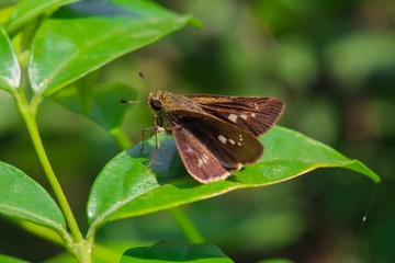 Butterfly in the garden.