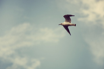 river seagull fly