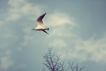 river seagull fly