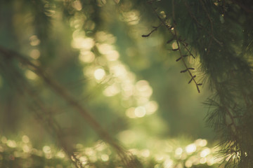 defocused evergreen branch