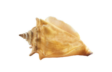 shell from the ocean isolated