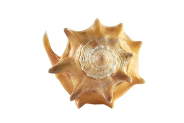 shell from the ocean isolated