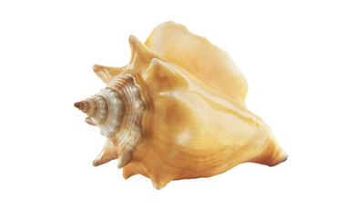 shell from the ocean isolated